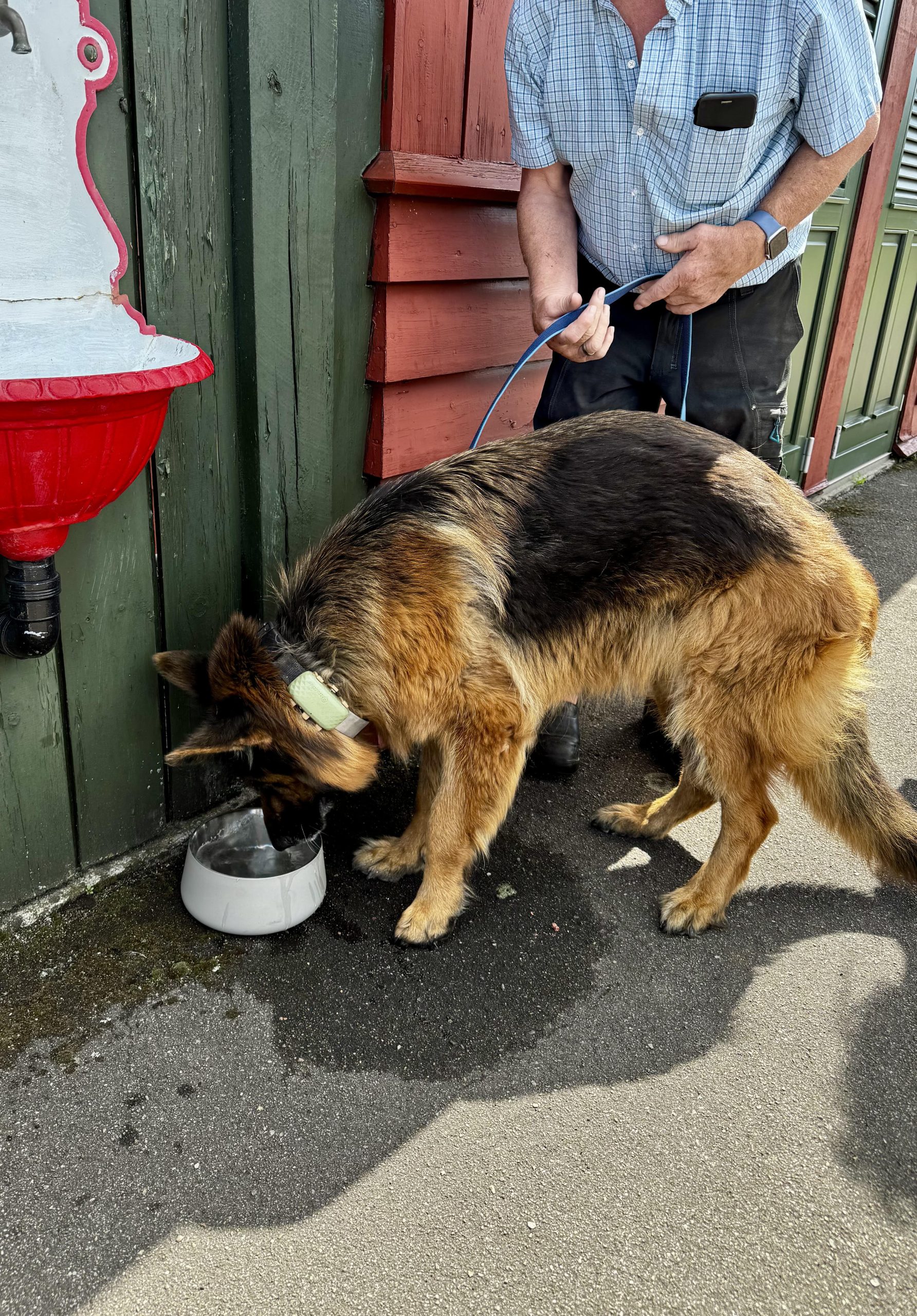 hund1